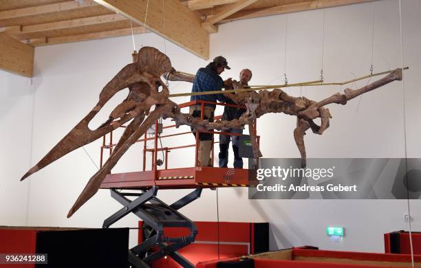 Museum workers prepare a representation of what museum officials claim is the world's biggest discovered winged dinosaur prior to its exhibition at...