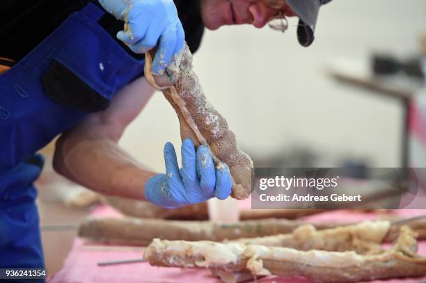 Museum worker prepares a bone of a representation of what museum officials claim is the world's biggest discovered winged dinosaur prior to its...