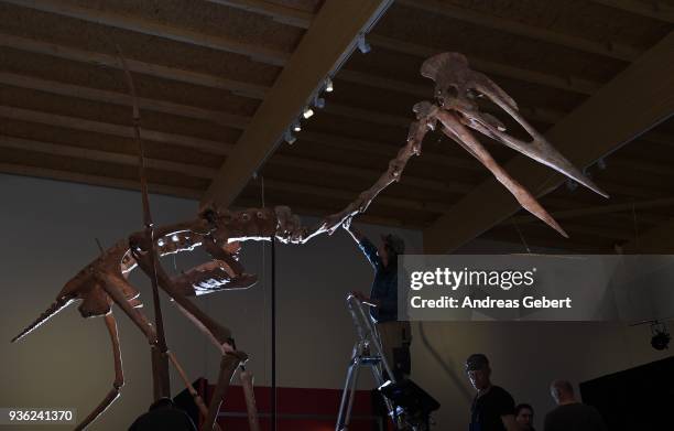 Museum workers prepare a representation of what museum officials claim is the world's biggest discovered winged dinosaur prior to its exhibition at...