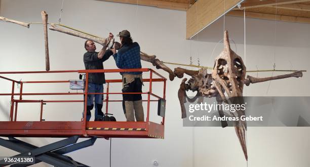 Museum workers prepare a representation of what museum officials claim is the world's biggest discovered winged dinosaur prior to its exhibition at...