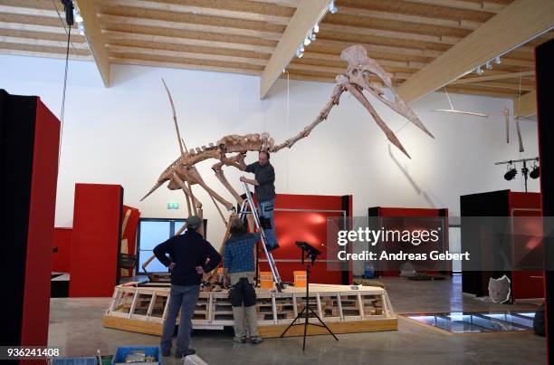 Museum workers prepare a representation of what museum officials claim is the world's biggest discovered winged dinosaur prior to its exhibition at...