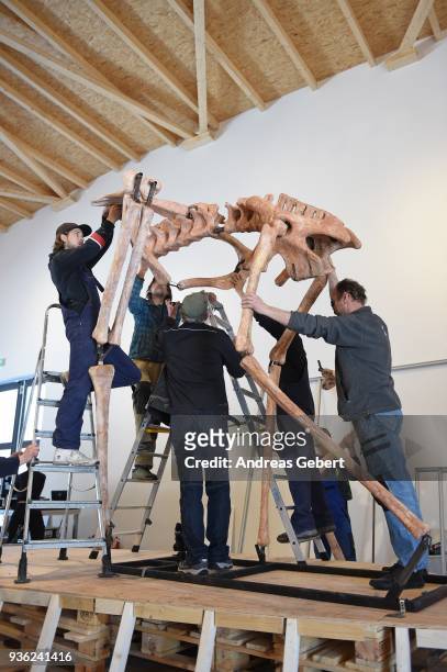 Museum workers prepare a representation of what museum officials claim is the world's biggest discovered winged dinosaur prior to its exhibition at...
