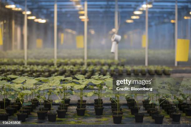 Cotton plants grow inside a greenhouse at the Bayer CropScience AG processing facility in Monheim, Germany, on Wednesday, March 21, 2018. Bayer...