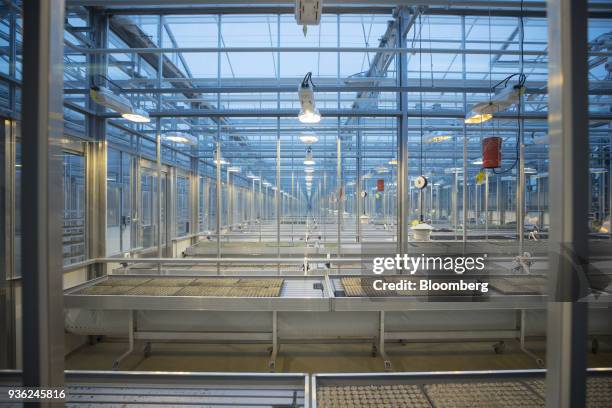 Staging tables sit inside a greenhouse at the Bayer CropScience AG processing facility in Monheim, Germany, on Wednesday, March 21, 2018. Bayer...