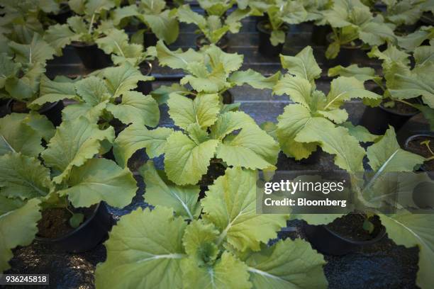 Chinakohl cabbage grows inside a greenhouse at the Bayer CropScience AG processing facility in Monheim, Germany, on Wednesday, March 21, 2018. Bayer...