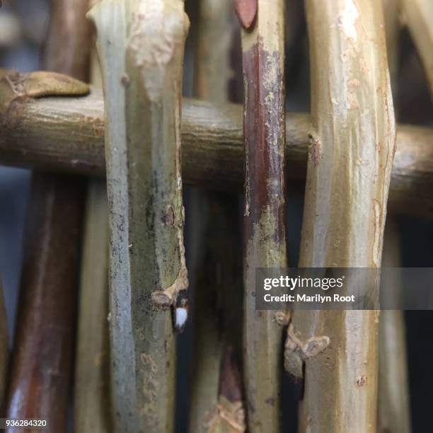 Wilow Reed Woven Willow Photos and Premium High Res Pictures - Getty Images