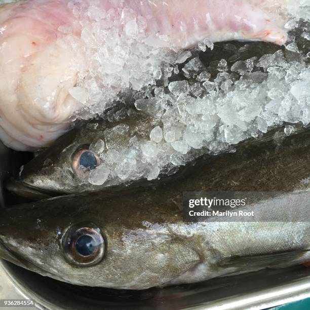 closeup of slimy oily fresh caught fish on ice - oily slippery stock pictures, royalty-free photos & images