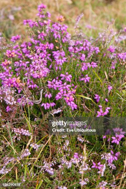 Plants, Flowers, Bell Heather, Erica cinerea, deep pink to purple bell shaped spikes of flowers on stems growing wild in the New Forest.