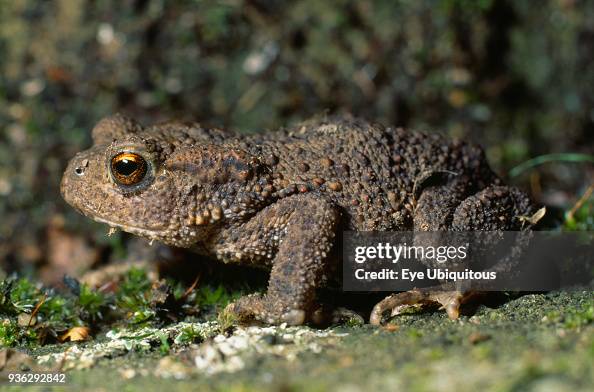 Animals, Single, Toad, Bufo Bufo Toad. Animals, Single, Toad, Bufo Bufo Toad.