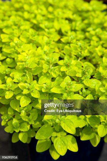 Food, Herbs, Marjoram, Origanum vulgare, detail of culinary oregano leaves.