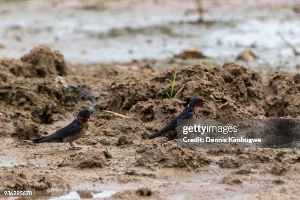 angolan swallows (hirundo angolensis). - hirondelle photos et images de collection