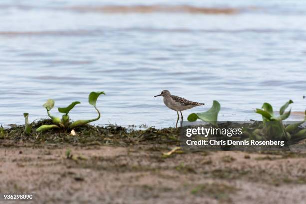 marsh sandpiper (tringa stagnatilis). - lake victoria stock pictures, royalty-free photos & images