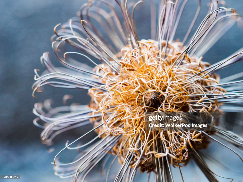 Close-up of Banksia (Proteaceae)