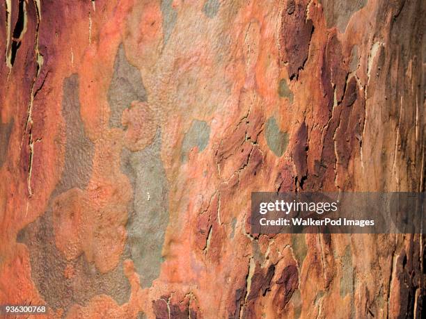 australia, new south wales, blue mountains, smooth-barked apple tree (angophora costata) bark - great dividing range stock pictures, royalty-free photos & images