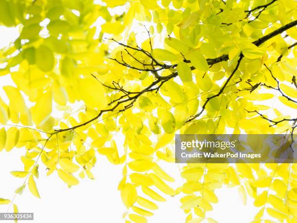 yellow leaves against sky - katoomba falls stock pictures, royalty-free photos & images