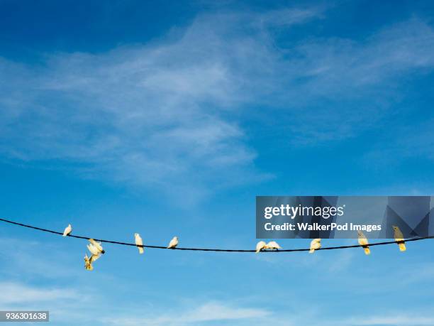 flock of corellas (cacatua sanguinea) perching on wire - cacatua bird stock pictures, royalty-free photos & images