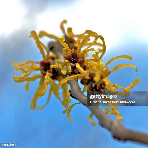 hamamelis japonica - stenbräckeordningen bildbanksfoton och bilder