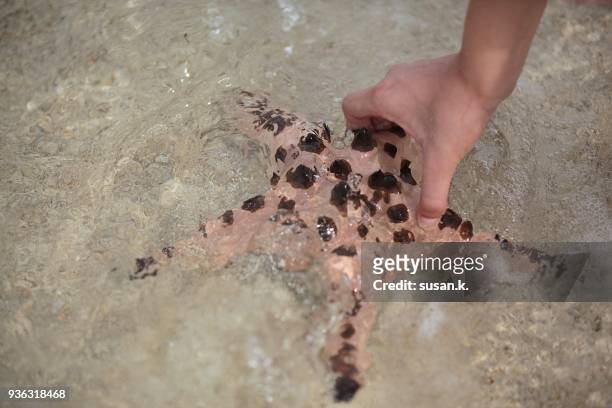 hand holding starfish at the water's edge on the beach. - acanthaster planci bildbanksfoton och bilder