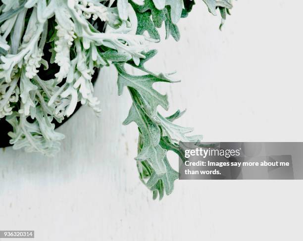 a close of of some cineraria leaves against a white background. - cineraria stock pictures, royalty-free photos & images