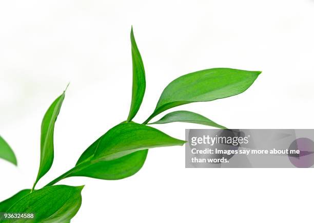 green leaf sprout - plant part foto e immagini stock
