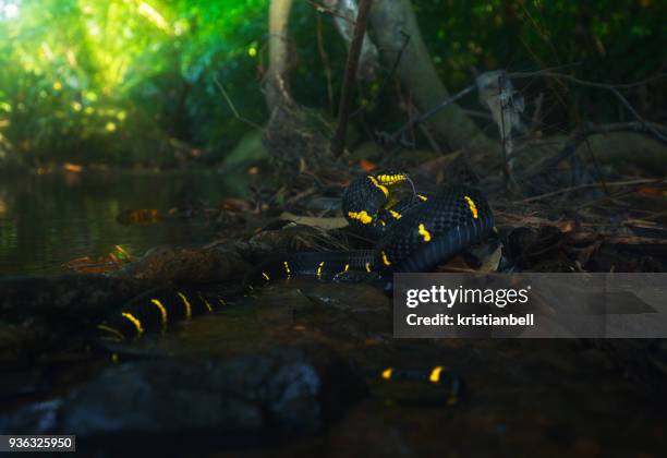 mangrove cat snake (boiga dendrophila) by a river, thailand - cat snake - fotografias e filmes do acervo