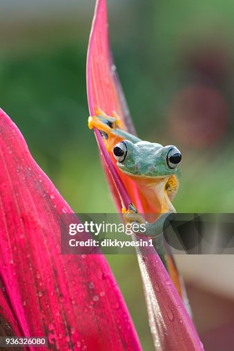 Green tree frog on a leaf, West Java, Indonesia Green tree frog on a leaf, West Java, Indonesia