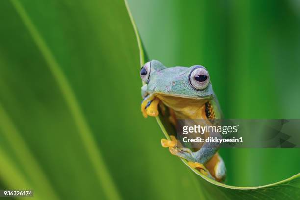 green tree frog on a leaf, west java, indonesia - java stock pictures, royalty-free photos & images