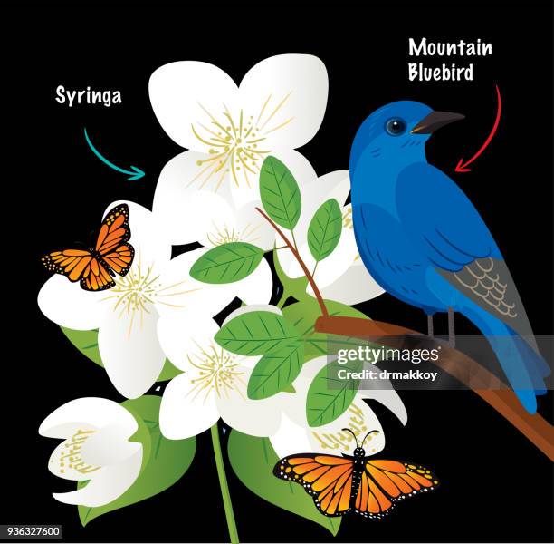 mountain bluebird  - berghüttensänger stock-grafiken, -clipart, -cartoons und -symbole