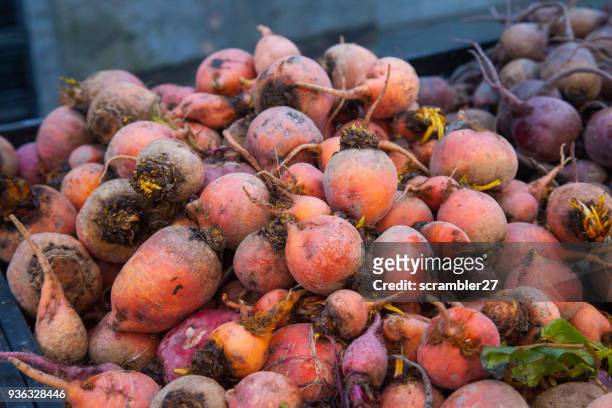 fresh golden beets at a market - golden beet stock pictures, royalty-free photos & images