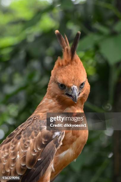 115 Javan Hawk Eagle Stock Photos, High-Res Pictures, and Images ...
