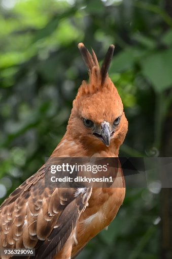 Javan hawk eagle, Java, Indonesia Javan hawk eagle, Java, Indonesia