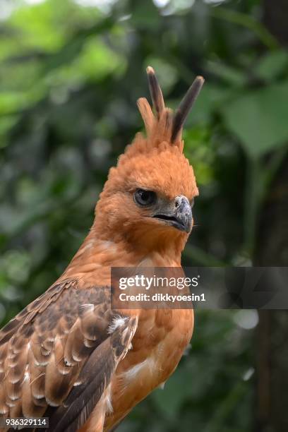 115 Javan Hawk Eagle Stock Photos, High-Res Pictures, and Images ...