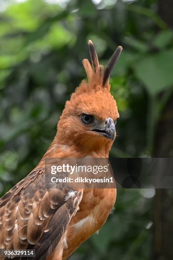 Javan hawk eagle, Java, Indonesia Javan hawk eagle, Java, Indonesia
