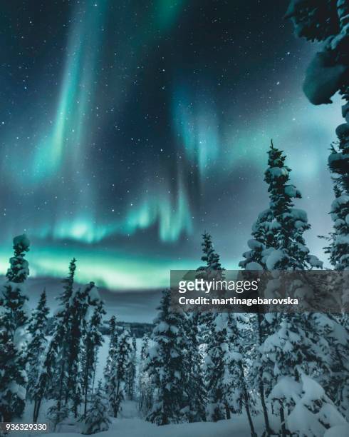 northern lights over winter forest, yellowknife, northwest territories, canada - yellowknife canada 個照片及圖片檔