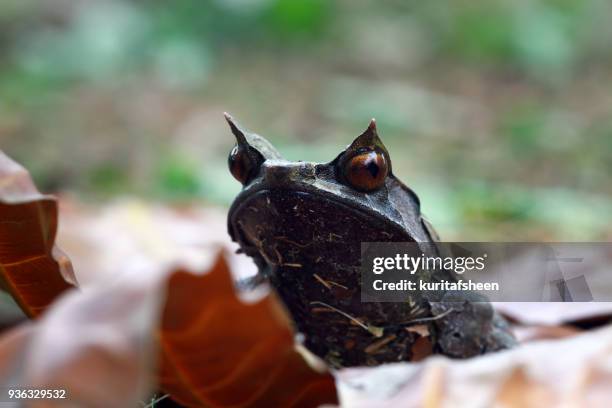 borneo horned toad on leaf - horned toad stock pictures, royalty-free photos & images