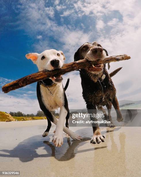 two dogs carrying a stick on the beach, carmel-by-the-sea, california, america, usa - animal teamwork stockfoto's en -beelden