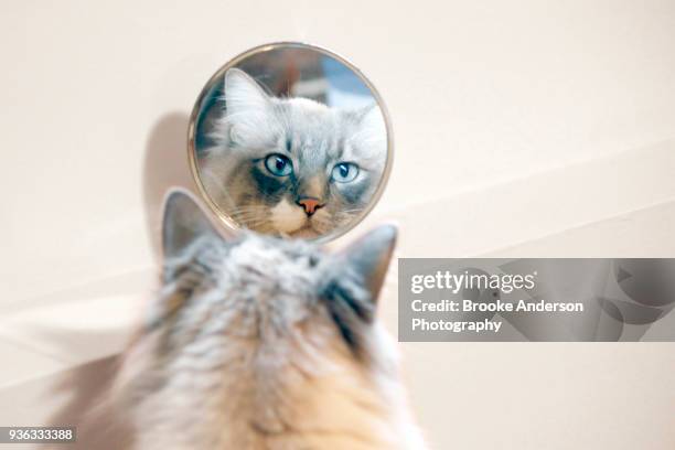 ragdoll cat looking in mirror - self reflection stock pictures, royalty-free photos & images