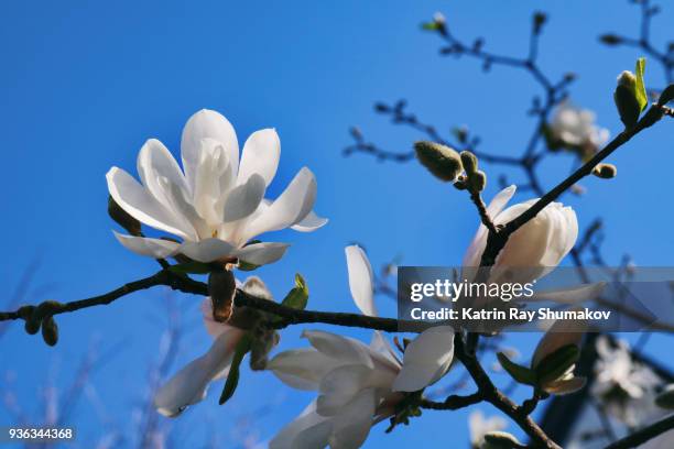 white star magnolia - star magnolia trees stock pictures, royalty-free photos & images