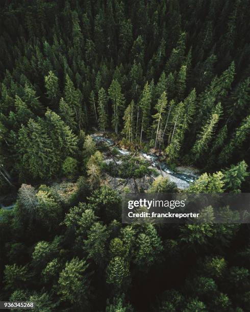 grüner baum luftbild im us-bundesstaat washington - kreisel stock-fotos und bilder