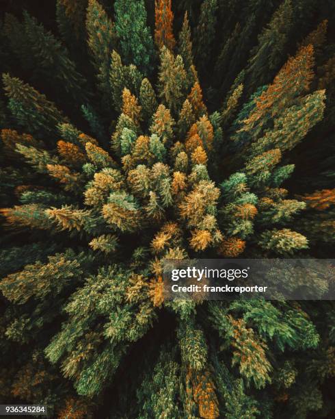 luchtfoto van het groene boom in de staat washington - bovenkleding stockfoto's en -beelden