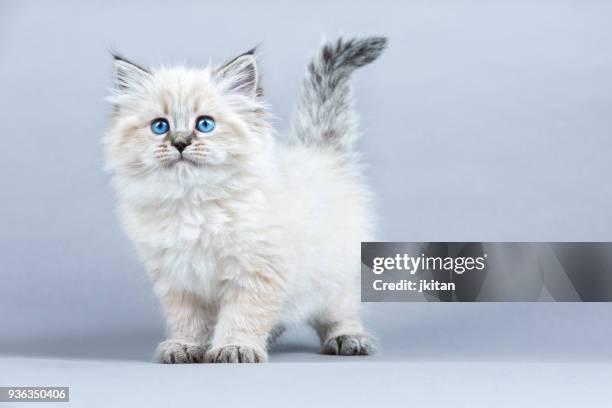 portret van siberische kitten, studio shoot - pure bred cat stockfoto's en -beelden