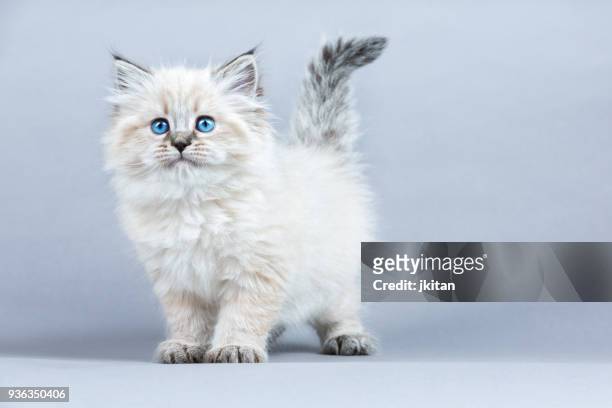 portrait of siberian kitten, studio shoot - cat with blue eyes stock pictures, royalty-free photos & images
