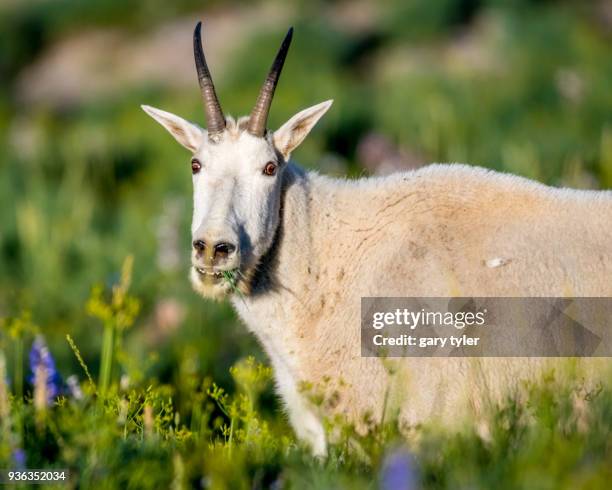 115 Gary The Goat Stock Photos, High Biology Diagrams