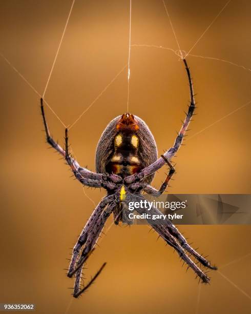 little spider spinning a web - spinning web stock pictures, royalty-free photos & images