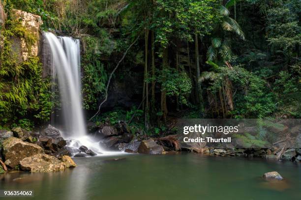 curtis falls - tropical rainforest waterfall australia - verde esmeralda imagens e fotografias de stock