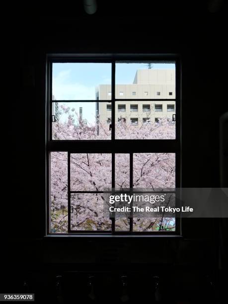 cherry_blossom_window_p1080307.jpg - 私立学校 ストックフォトと画像
