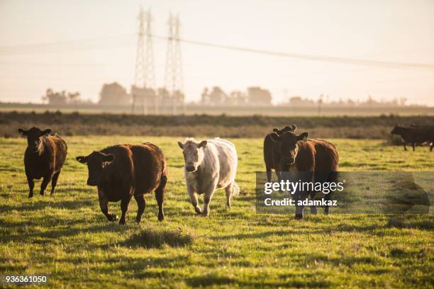 Open Ranch Fields 377 Open Field Cows Stock Photos, High-Res Pictures, and Images - Getty ...