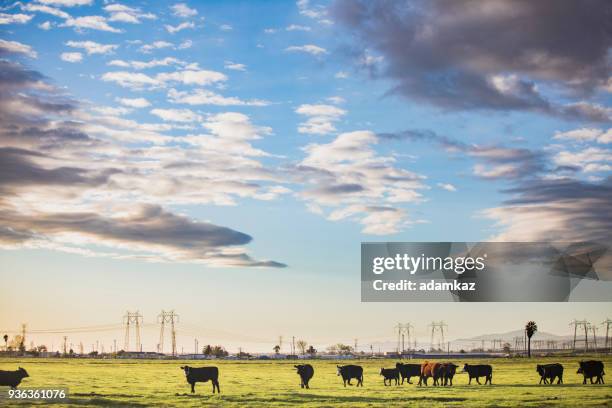 426 Open Field Cows Stock Photos, High-Res Pictures, and Images - Getty ...