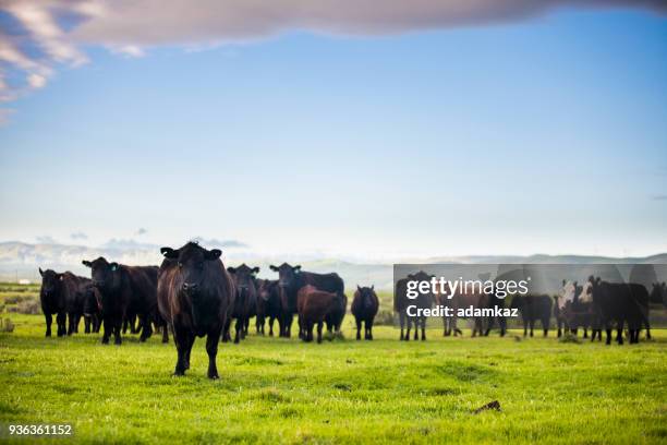 bovins de boucherie ouvert sur la boutique grand ranch - vache aberdeen angus photos et images de collection