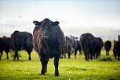 Beef Cattle Open Range on Large Ranch